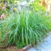 Lemon Grass Plant (Cymbopogon Citratus) -Garden Plant Store Lemon Grass FGT 600x600 de77fb29 9e3d 400e a75c a7a0bdaddc89