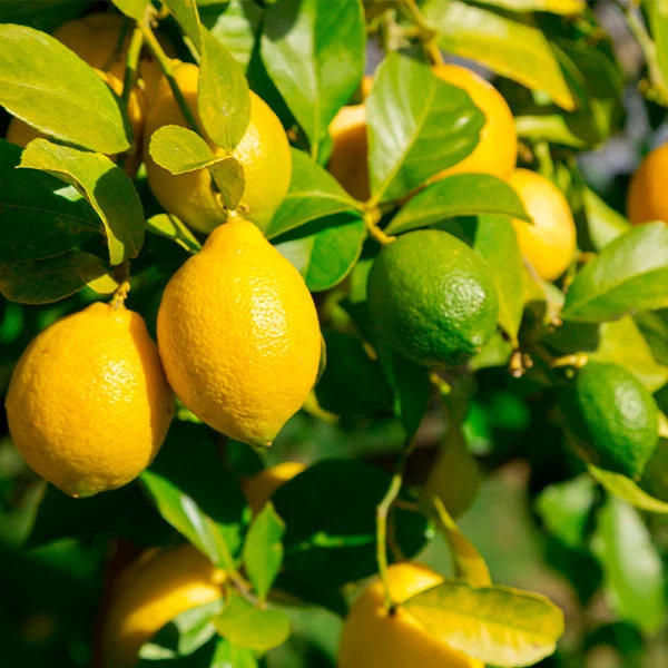 Lemon-Lime Citrus Bush 3 Lemon-Lime Citrus Bush