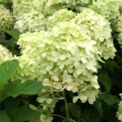 Limelight Hydrangea Shrub 11 Limelight Hydrangea Shrub -Garden Plant Store Limelight Hydrangea 2 FGT