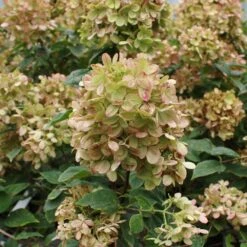 Limelight Hydrangea Shrub 14 Limelight Hydrangea Shrub -Garden Plant Store Limelight Hydrangea 3 FGT