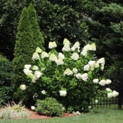 Limelight Hydrangea Shrub 12 Limelight Hydrangea Shrub -Garden Plant Store Limelight Hydrangea 5 FGT