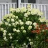 Limelight Hydrangea Shrub 1 Limelight Hydrangea Shrub -Garden Plant Store Limelight Hydrangea FGT 600x600 1b72fac0 3424 494c bbd3 2c549418a840