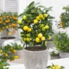 Limequat Citrus Tree -Garden Plant Store Limequat FGT 600x600 a92ccace c4ae 4bc6 a976 3c1e0bd252e5