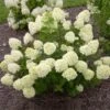 Little Lime® Hydrangea Shrub 2 Little Lime® Hydrangea Shrub -Garden Plant Store Little Lime Hydrangea FGT 600x600 150b7ad3 a003 4a12 a633 4233f3f7f0de