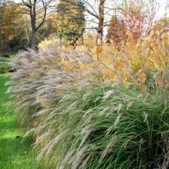 Little Kitten Maiden Grass 7 Little Kitten Maiden Grass -Garden Plant Store Little kitten Madien Grass 1