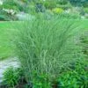Little Kitten Maiden Grass -Garden Plant Store Little kitten Madien Grass 600x600 d6dfc452 4439 47ec b6c2 1cb63ed67bfb