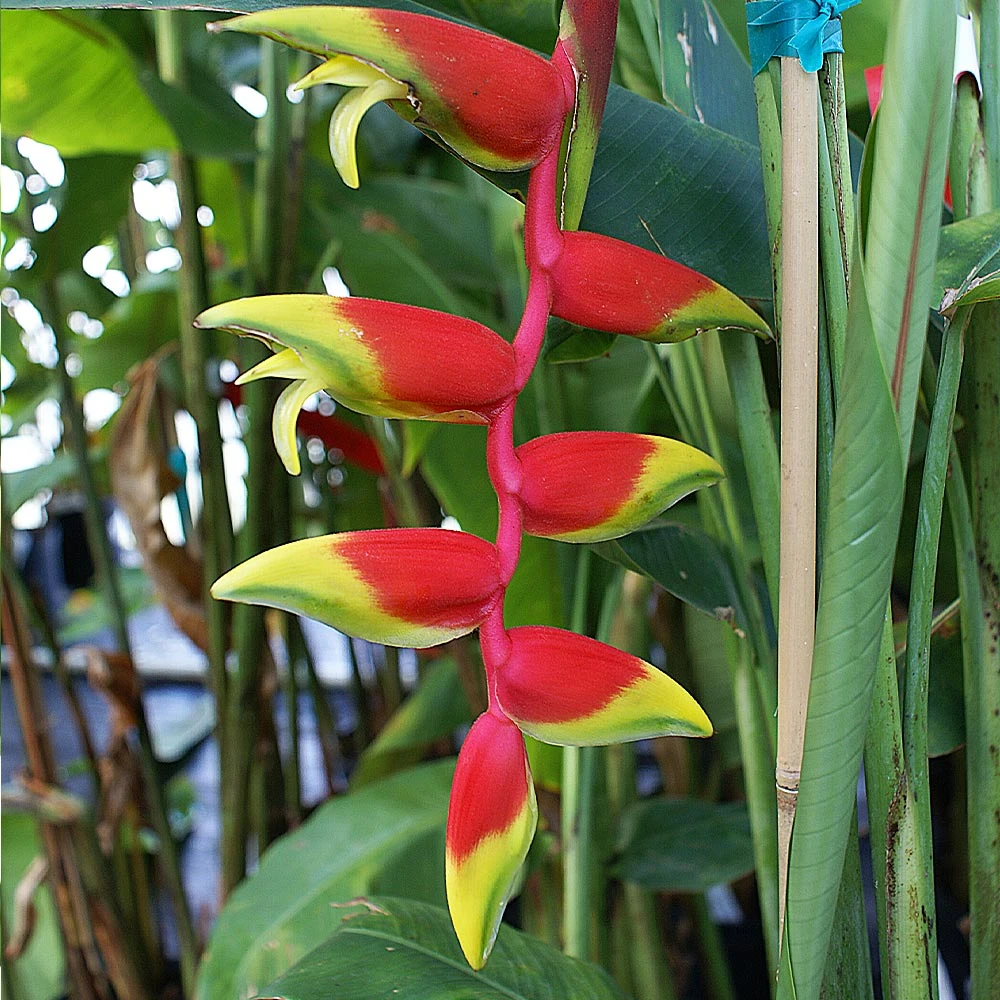 Lobster Claw Plant 5 Lobster Claw Plant - Image 3