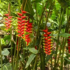 Lobster Claw Plant 10 Lobster Claw Plant -Garden Plant Store Lobster Claw 7 FGT