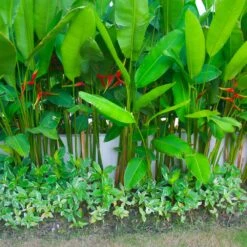 Lobster Claw Plant 11 Lobster Claw Plant -Garden Plant Store Lobster Claw 9