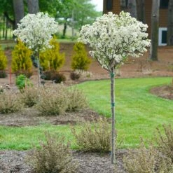 Lollipop® Crabapple Tree -Garden Plant Store Lollipop Crabapple 4