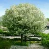 Lollipop® Crabapple Tree -Garden Plant Store Lollipop Crabapple 600x600 d8624b65 ba63 4304 8a6a eed9f908becf