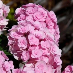 Love Hydrangea 7 Love Hydrangea -Garden Plant Store Love Hydrangea 2 FGT