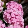 Love Hydrangea -Garden Plant Store Love Hydrangea FGT 600x600 be6fc21e 2089 4279 8614 a48bd6585a70