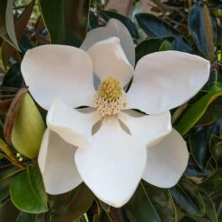 Little Gem Magnolia Tree 8 Little Gem Magnolia Tree -Garden Plant Store Lttle Gem Magnolia 2 FGT