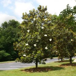 Little Gem Magnolia Tree 9 Little Gem Magnolia Tree -Garden Plant Store Lttle Gem Magnolia 4