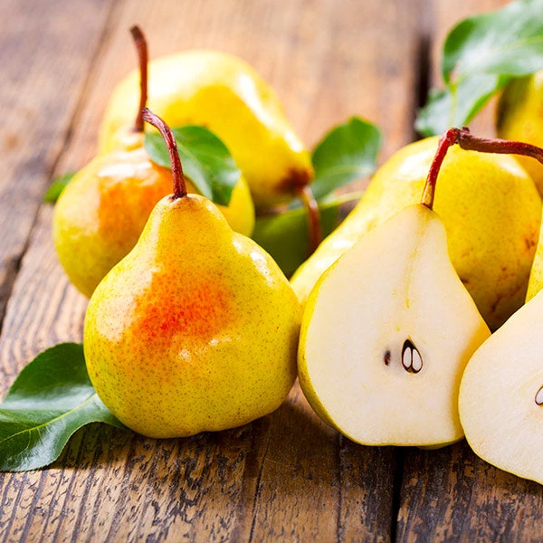 Luscious Pear Tree 3 Luscious Pear Tree