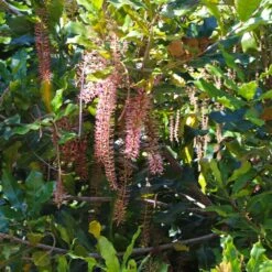 Macadamia Nut Tree 12 Macadamia Nut Tree -Garden Plant Store Macadamia Nut Tree 2