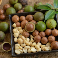 Macadamia Nut Tree 10 Macadamia Nut Tree -Garden Plant Store Macadamia Nut Tree 6 FGT