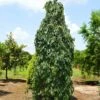 Weeping Persimmon -Garden Plant Store Magic Fountain Weeping Persimmon 600x600 bc23161f b03d 405c b030 48913a5cb84e