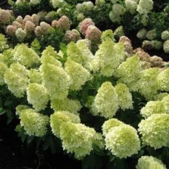 Magical® Candle Hydrangea Shrub -Garden Plant Store Magical Candle 1