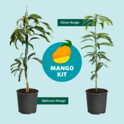 Alphonso Mango 14 Alphonso Mango -Garden Plant Store Mango Kit Graphic dc77f6db ee29 43d2 85de 9f3718171195