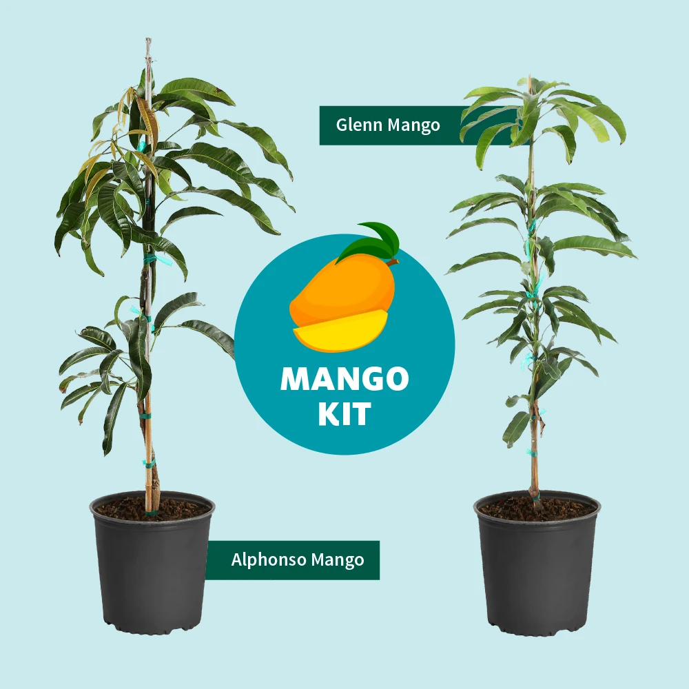 Alphonso Mango 8 Alphonso Mango - Image 7