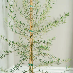 Manzanillo Olive Tree 7 Manzanillo Olive Tree -Garden Plant Store Manzanilla Olive Tree 2