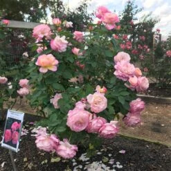 Marc Chagall™ Rose 7 Marc Chagall™ Rose -Garden Plant Store Marc Chagall
