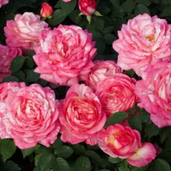 Marc Chagall™ Rose Tree 7 Marc Chagall™ Rose Tree -Garden Plant Store Marc Chagall Standard 3