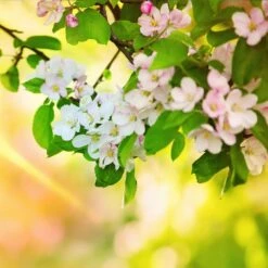 Mutsu (Crispin) Apple Tree 11 Mutsu (Crispin) Apple Tree -Garden Plant Store Matsu Crispin Apple 5 dca4ed85 2ad7 4328 a42e 52262a2a9672