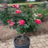 Maurice Utrillo™ Rose Tree -Garden Plant Store Maurice Utrilo Rose Tree FGT 600x600 3dcdfaaa f481 4aac 9e0f 720dcfc84142