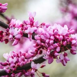 Merlot Redbud Tree -Garden Plant Store Merlot Redbud 2