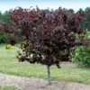 Merlot Redbud Tree 2 Merlot Redbud Tree -Garden Plant Store Merlot Redbud 600x600 dcb12f0f 23be 4d18 856c 0208116d3a6e