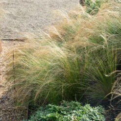 Mexican Feather Grass 8 Mexican Feather Grass -Garden Plant Store Mexican Feather Grass 2 FGT