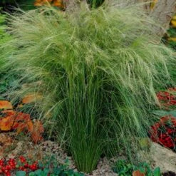Mexican Feather Grass 9 Mexican Feather Grass -Garden Plant Store Mexican Feather Grass 5