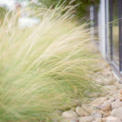 Mexican Feather Grass 10 Mexican Feather Grass -Garden Plant Store Mexican Feather Grass 6