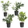 Citrus Bush Variety Kit -Garden Plant Store Meyer Key cal Per 1 2 bush 600x600 2c56cf88 a401 40e9 bd89 34f2eb3cd2b9