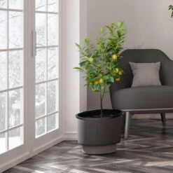 Meyer Lemon Tree - USDA Organic 13 Meyer Lemon Tree - USDA Organic -Garden Plant Store Meyer Lemon Tree 3 FGT b7562976 3142 4944 868e f1282fe437b5