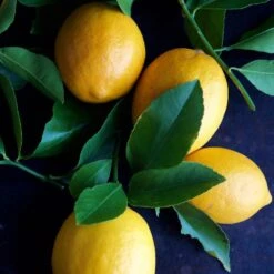 Meyer Lemon Tree - USDA Organic 14 Meyer Lemon Tree - USDA Organic -Garden Plant Store Meyer Lemon Tree 4 FGT 86c355b1 1806 432f bbab b2cdc2387094
