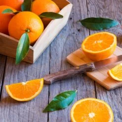 Midknight Valencia Orange 10 Midknight Valencia Orange -Garden Plant Store MidKnight Orange 3 FGT