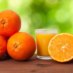 Midknight Valencia Orange 11 Midknight Valencia Orange -Garden Plant Store MidKnight Valencia Orange 3