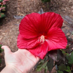 Midnight Marvel Hardy Hibiscus -Garden Plant Store Midnight Marvel Hibiscus 2