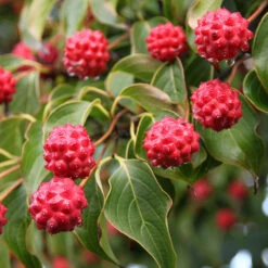 Milky Way Chinese Dogwood Tree -Garden Plant Store Milky Way Select 1