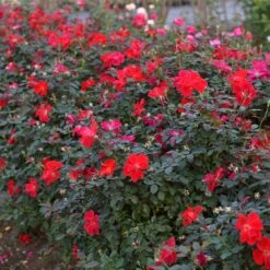 Miracle On The Hudson™ Rose 11 Miracle On The Hudson™ Rose -Garden Plant Store Miracle on the Hudson 4 FGT