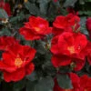 Miracle On The Hudson™ Rose -Garden Plant Store Miracle on the Hudson FGT 600x600 045f2a5f dd85 44c7 9ded f80d62183f82