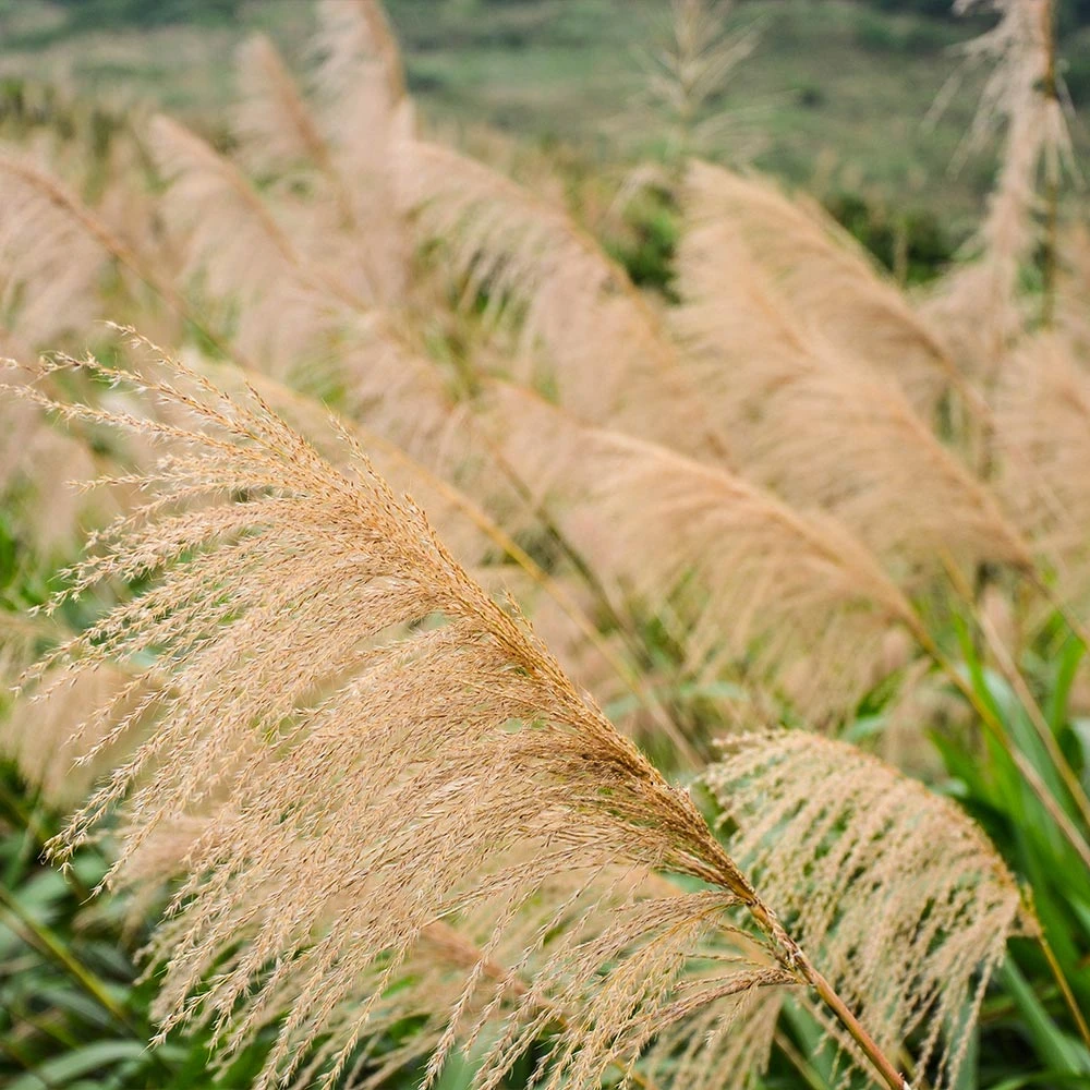 Miscanthus Gracillimus (Maiden Grass) 5 Miscanthus Gracillimus (Maiden Grass) - Image 3