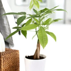 Money Tree In White Pot -Garden Plant Store Money Tree Green Circle LIV Pottery Pot 2