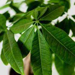 Money Tree In White Pot -Garden Plant Store Money Tree Green Circle LIV Pottery Pot 3