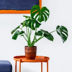 Monstera Deliciosa And Fiddle Leaf Fig Combo 8 Monstera Deliciosa And Fiddle Leaf Fig Combo -Garden Plant Store Monstera delisiosa 1 BB