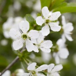 Montmorency Cherry Tree -Garden Plant Store Montmorency Cherry Tree 0889bfd7 7729 47db 963f 9690baf56222
